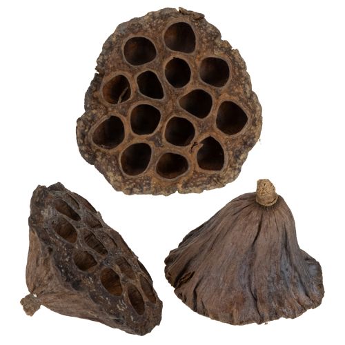 Floristik24 Lotosová cibuľka veľká 100 ks prírodná