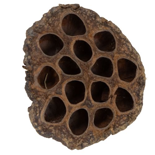 položky Lotosová cibuľka veľká 100 ks prírodná