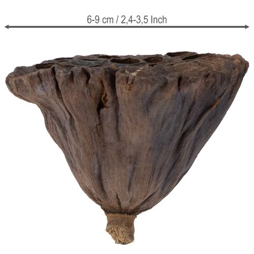 položky Lotosová cibuľka veľká 100 ks prírodná