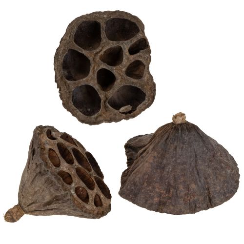 Lotosová cibuľka malá 100 ks. prírodná