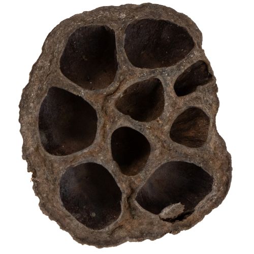 Floristik24 Lotosová cibuľka malá 100 ks. prírodná