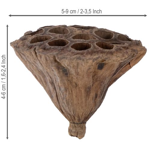 položky Piest Lotus stredný 100 ks prírodný