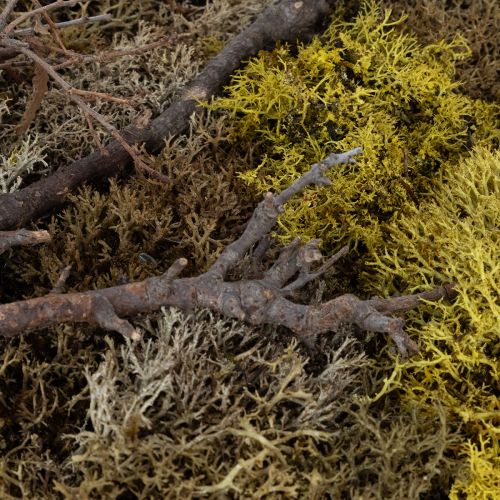 položky Obraz z machu, pravý obraz z machu s rámom, zachovalý, 40×30 cm