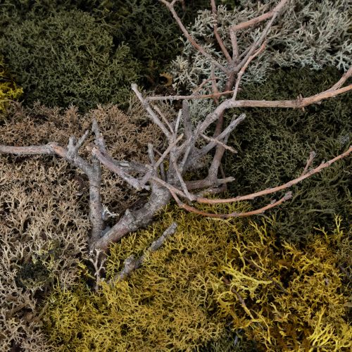 položky Obraz machu, pravý konzervovaný mach a vetvičky, prírodný, 60×40 cm