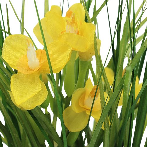 položky Narcisy s trávou v črepníku 25cm