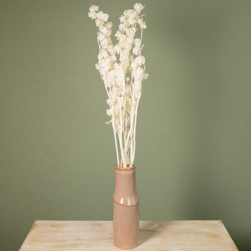 položky Sušený Physalis, bielený kvet čínskeho lampióna, dekoratívna Nicandra, 75-80 cm, 100 g