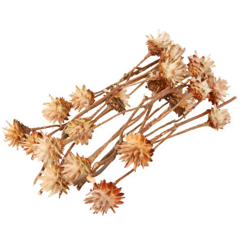 položky Leucospermum Plumosum Silver Tree Blossoms Light 25 ks