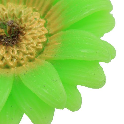 Floristik24 Plávajúca sviečka Gerbera Green Ø7,5cm