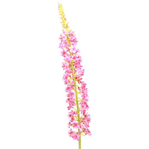 položky Stepová sviečka Desert Tail Pink 106cm