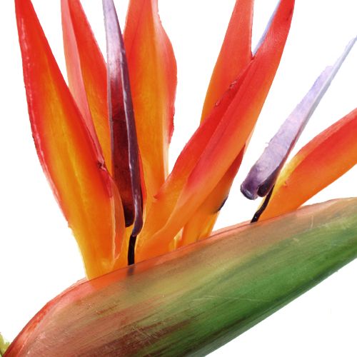 Floristik24 Strelitzia 65cm (6ks)