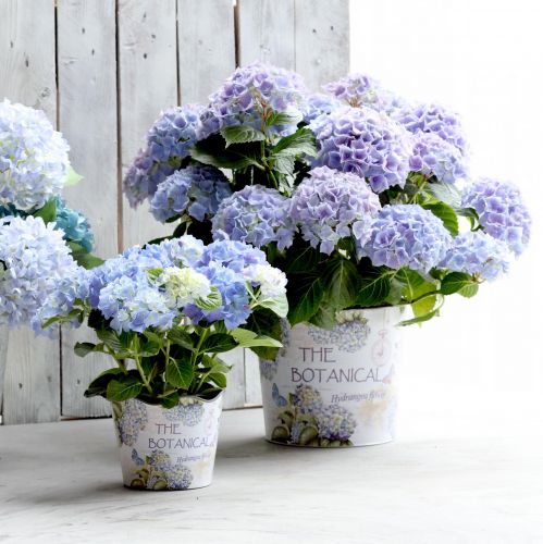 položky Sadzačka plastový kvetináč hortenzie Ø13,5cm V12cm