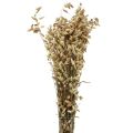 Floristik24 Grass Sušené kvety Green Natural Briza 60cm 100g