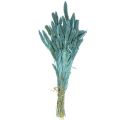 Floristik24 Sušené kvety, Setaria Pumila, proso modré 65cm 200g