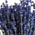 Floristik24 Sušený levanduľový zväzok sušených kvetov modrý 25cm 75g