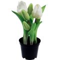 Floristik24 Umelé tulipány v kvetináči Biele tulipány umelé kvety 22cm
