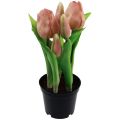 Floristik24 Umelé tulipány v kvetináči Tulipány Broskyňové umelé kvety 22cm