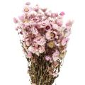 Floristik24 Slamené kvety sušené kvety biele ružové 20-35cm zväzok 40g