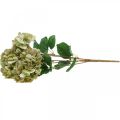 Floristik24 Kytica hortenzie umelá zelená, hnedá 5 kvetov 48cm