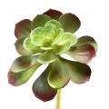 Floristik24 Umelá sukulentná umelá rastlina Echeveria Ø7cm