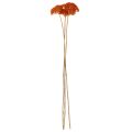 Sušené kvety Achillea Orange, rebríček obyčajný, 45-60 cm, 1 kg | Floristik24.sk
