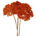 Sušené kvety Achillea Orange,