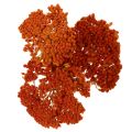 Sušené kvety Achillea Orange,