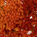 Sušené kvety Achillea Orange,