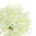 Floristik24 Allium krémovo biela L76cm