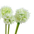 Floristik24 Allium 35cm Biela 6ks