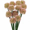 Floristik24 Umelý kvet allium ružový 38cm umelý okrasný cibuľový hodvábny kvet v zväzku 12ks