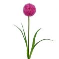 Floristik24 Allium 68cm ružovo-fialová