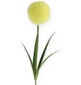 Floristik24 Allium žltá 68 cm