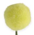 Floristik24 Allium žltá 68 cm