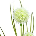 Floristik24 Allium krém s trávou 65cm 3ks