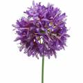 Floristik24 Okrasná allium umelá fialová Ø12cm V62cm