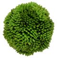 Floristik24 Allium lopta 5cm zelená 4ks