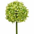 Floristik24 Okrasné allium, hodvábny kvet, umelá cibuľka zelená Ø20cm L72cm