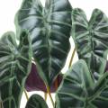 Floristik24 Alocasia šípka listová zelená, fialová umelá rastlina V48cm