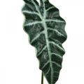 Floristik24 Umelý list šípu umelá rastlina alocasia deco zelená 74cm