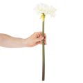 Umelý kvet amarylis, biely, so stonkou, adventný a vianočný, 50 cm | Floristik24.sk