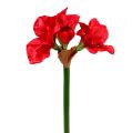 Floristik24 Amaryllis tmavo červená 72,5 cm