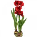 Floristik24 Umelá amaryllis červená 3 hodvábne kvety na machovej guli V64cm