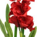 Floristik24 Umelá amaryllis červená 3 hodvábne kvety na machovej guli V64cm