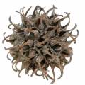 Sweetgum šišky prírodné prané biele 250g | Floristik24.sk