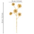 Umelá jantárová vetvička, zlatá dekorácia, 26 cm, zväzok 6 kusov | Floristik24.sk
