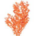 Floristik24 Sušené kvety špargle, konáre, okrasná špargľa, farbená 65 cm 80 g