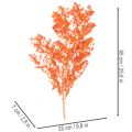 Sušené kvety špargle, konáre, okrasná špargľa, farbená 65 cm 80 g | Floristik24.sk