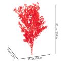 Sušený zväzok špargle na kvetinové aranžmány 65 cm 80 g | Floristik24.sk