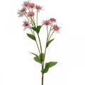 Floristik24 Veľký Masterwort Umelý Astrania Silk Flower Biela Ružová L61cm