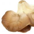 Floristik24 Hliva ustricová Deco Mushroom Brown 12cm x 19cm
